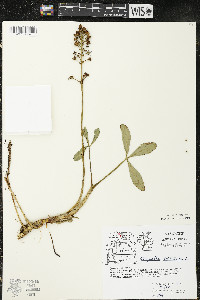 Menyanthes trifoliata image