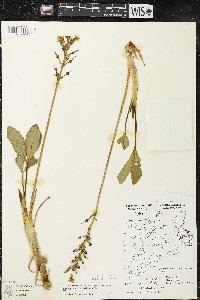 Menyanthes trifoliata image