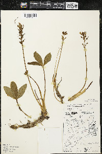 Menyanthes trifoliata image