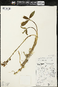 Menyanthes trifoliata image