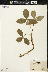 Menyanthes trifoliata image