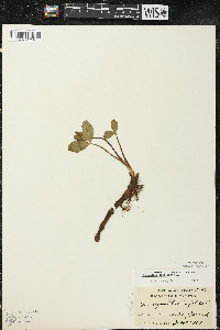 Menyanthes trifoliata image