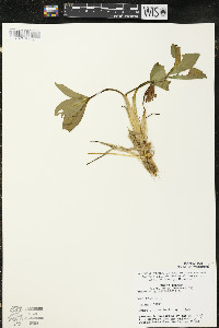 Menyanthes trifoliata image