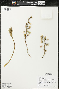 Menyanthes trifoliata image