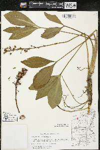 Menyanthes trifoliata image