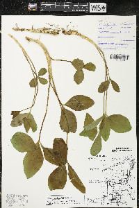 Menyanthes trifoliata image