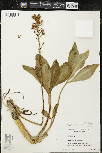 Menyanthes trifoliata image