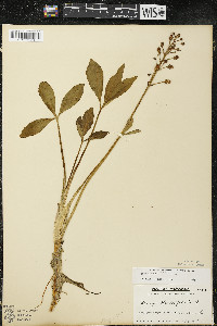 Menyanthes trifoliata image