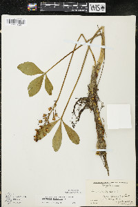 Menyanthes trifoliata image