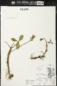 Menyanthes trifoliata image