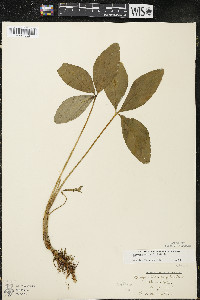 Menyanthes trifoliata image