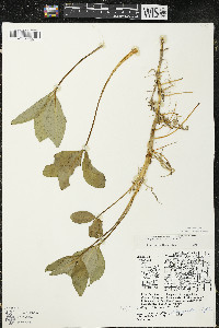 Menyanthes trifoliata image