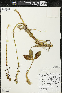 Menyanthes trifoliata image