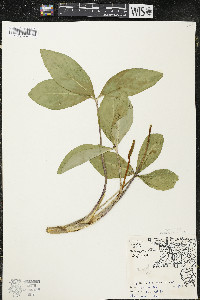 Menyanthes trifoliata image