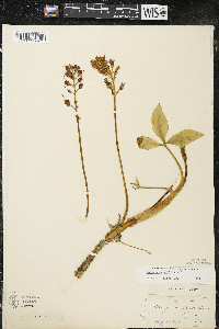 Menyanthes trifoliata image