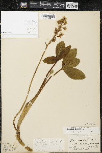 Menyanthes trifoliata image