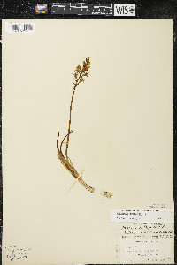 Menyanthes trifoliata image