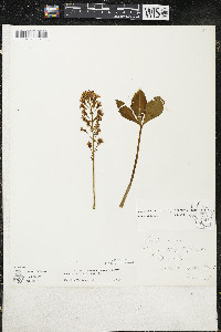 Menyanthes trifoliata image