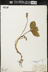 Menyanthes trifoliata image
