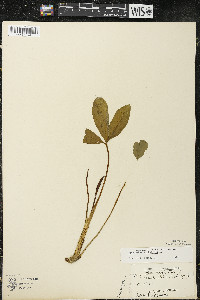 Menyanthes trifoliata image