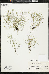 Gypsophila muralis image