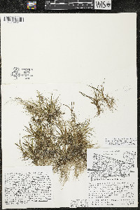 Eriocaulon aquaticum image