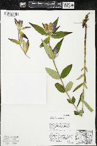 Gentiana andrewsii var. andrewsii image