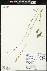 Lobelia spicata var. hirtella image