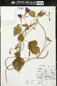 Ipomoea purpurea image