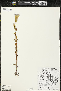 Gentianopsis crinita image