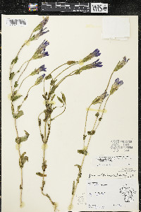 Gentianopsis crinita image