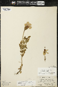 Gentianopsis crinita image