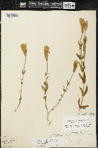 Gentianopsis crinita image