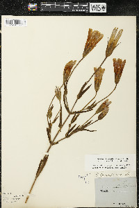 Gentianopsis virgata image