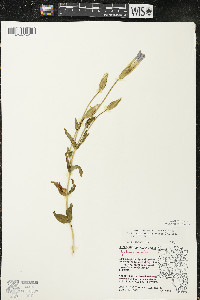 Gentianopsis crinita image