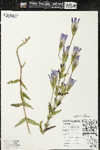 Gentianopsis crinita image