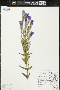 Gentianopsis crinita image