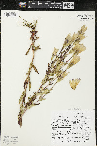 Gentianopsis crinita image