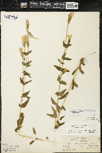 Gentianopsis crinita image