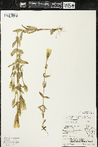 Gentianopsis crinita image