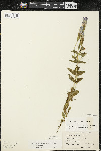 Gentianopsis crinita image