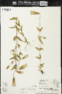 Gentianopsis crinita image