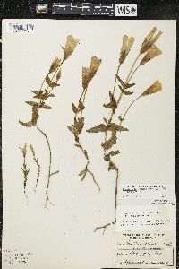 Gentianopsis crinita image