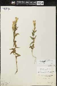 Gentianopsis crinita image