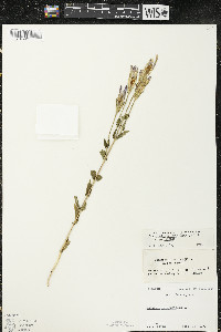 Gentianopsis crinita image