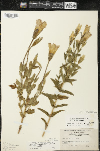 Gentianopsis crinita image