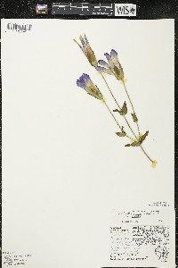 Gentianopsis crinita image