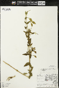 Gentianopsis crinita image