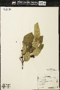 Morus alba image