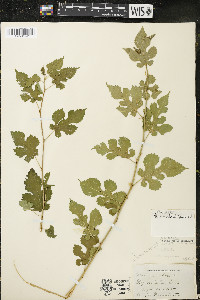 Morus alba image